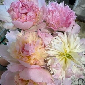 Meet your Posher, Andriana